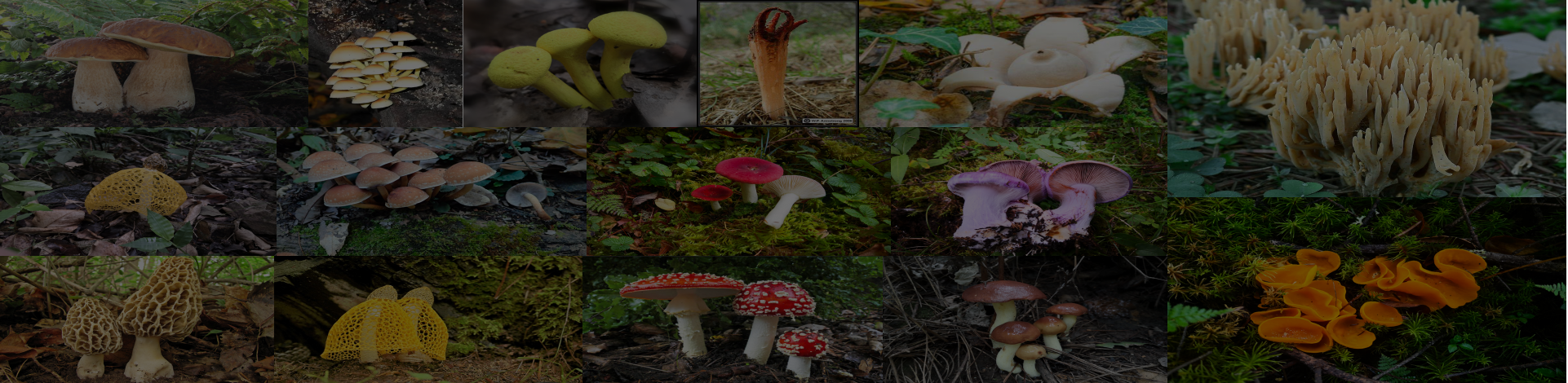 Banner Background